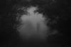 ©-Alireza-Vaezi-_-Jungles-(9)