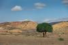 Acacia-Main-Pic-Alireza