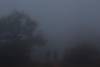 ©-Alireza-Vaezi-_-Jungles-(10)